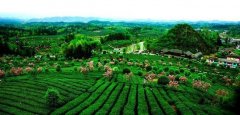2024年茶叶行业的新出路：品质与创